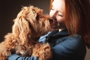 Dog's Cognitive Performance
