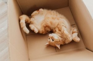 How to Choose the Best Litter Box for Your New Cat
