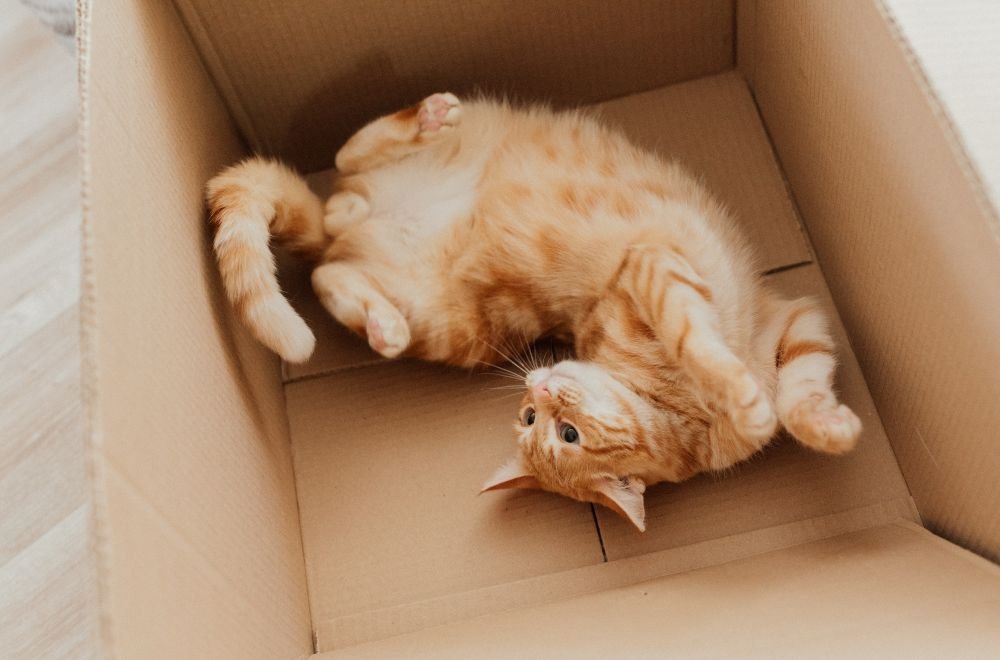 How to Choose the Best Litter Box for Your New Cat