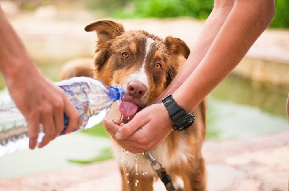 Take Your Dog Or Cat To The Vet