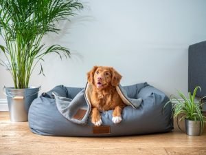 Why Do Dogs Need a Special Towel