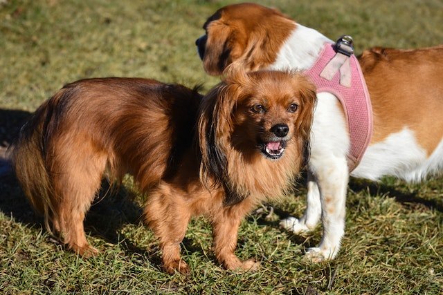 Why do dogs bark