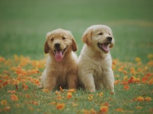 Factors to Consider When Buying Pet Supplies