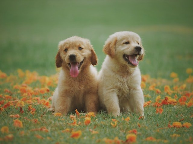 Factors to Consider When Buying Pet Supplies