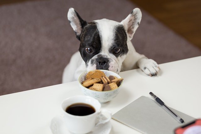 Choosing the Right Dry Dog Food