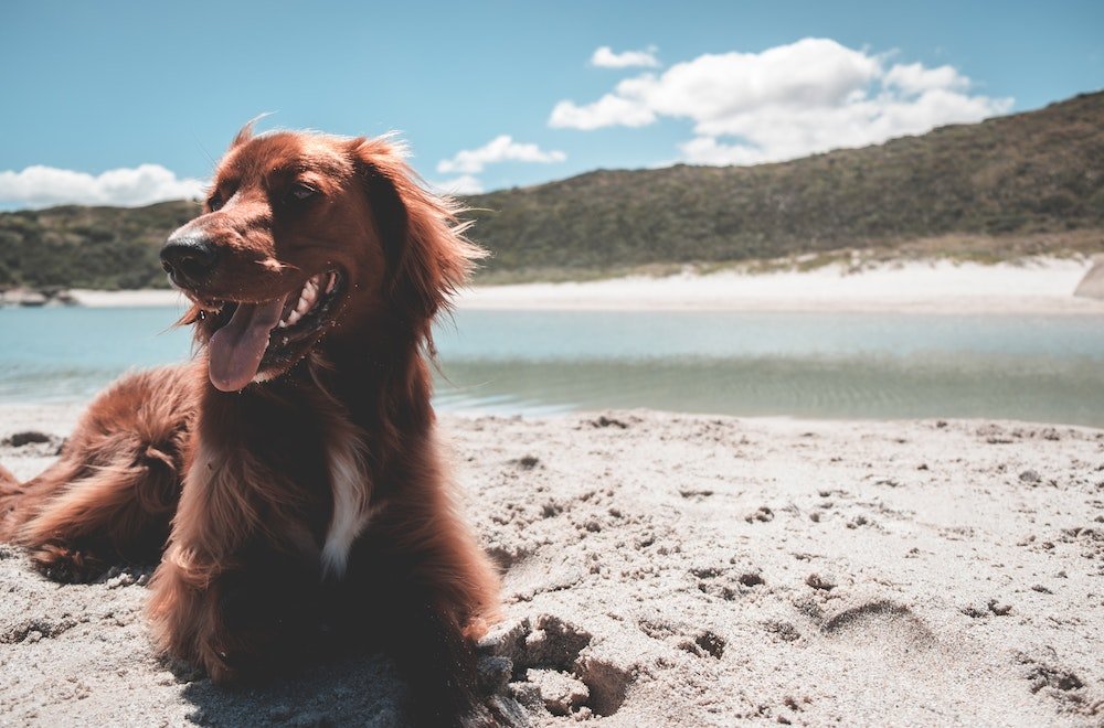 Pure Redboy Dogs