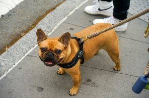 Lilac French Bulldog