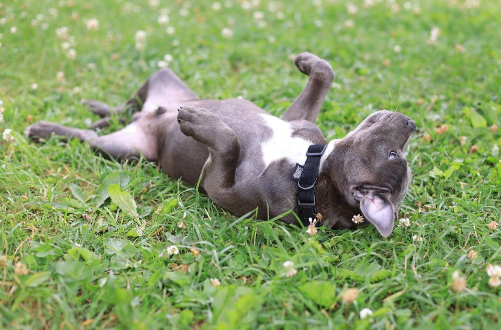 Hot Spot Treatment for Dogs