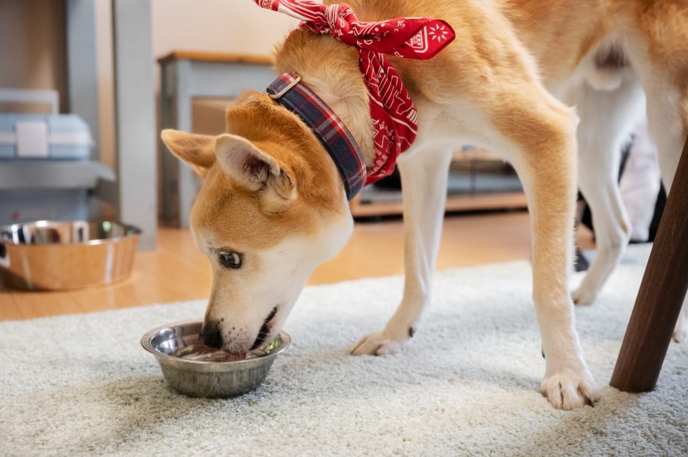 Can Dogs Eat Buckwheat