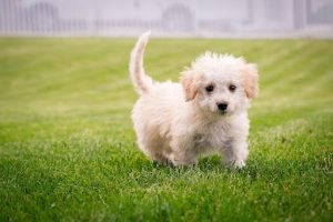 Guide to Keeping Your Small Breed Dog Healthy