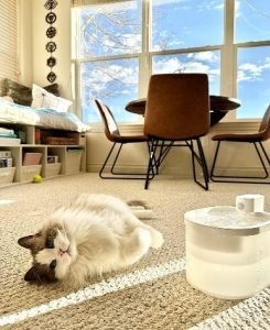 Let us understand the science behind cat water fountains.