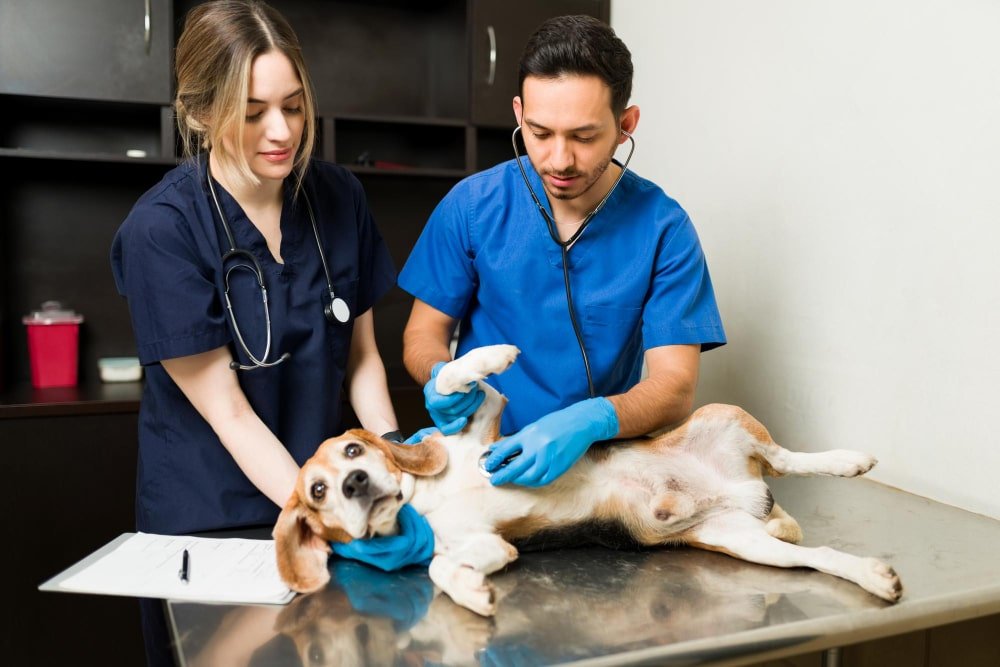 Is Mobile Vet Care Right for Your Pet