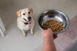Why Do Dogs Bury Their Food