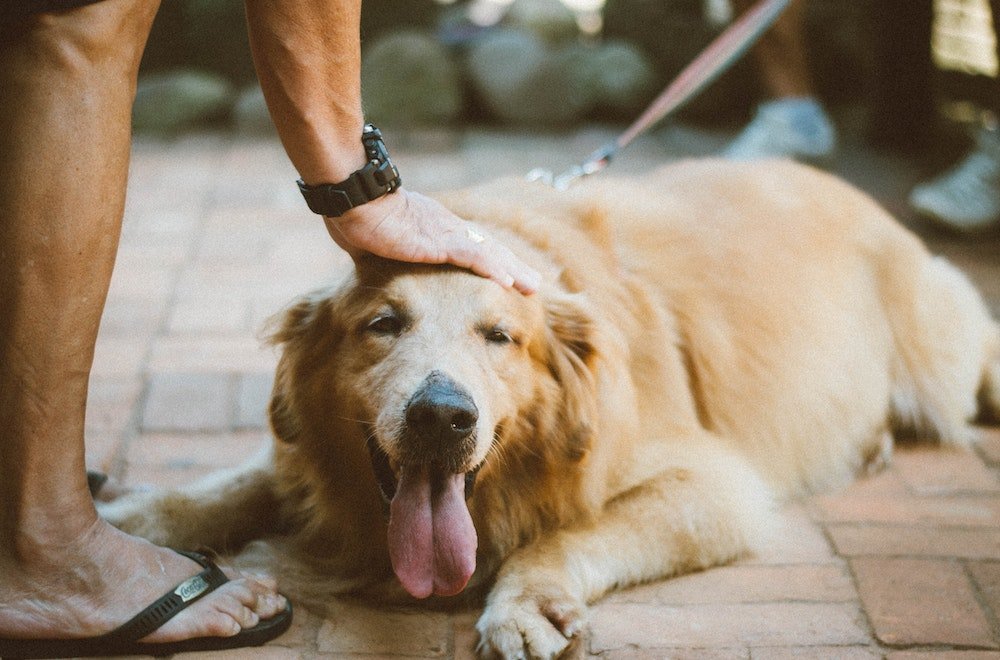 Pet Preventive Care