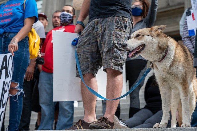Best Dog for Protection