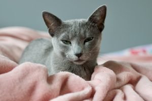 Seeking Justice for Your Pet