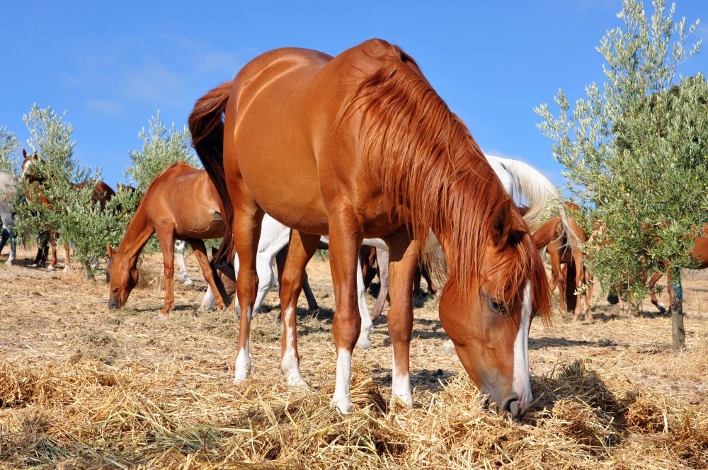 best equine breeding facility