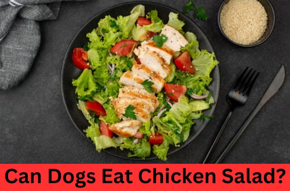 can dogs eat chicken salad