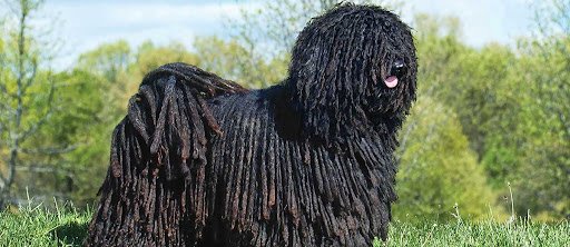 Puli
