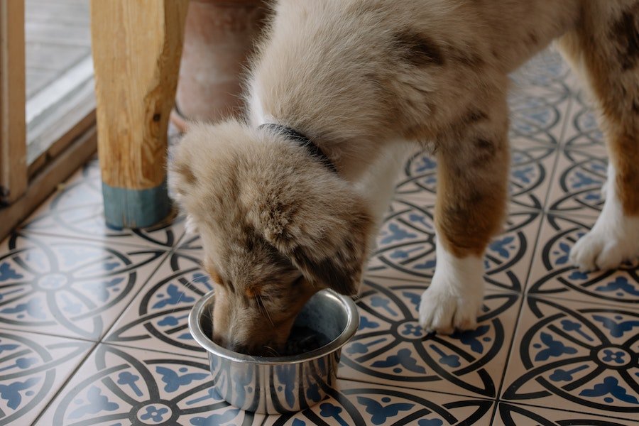 Pet's Dietary Needs