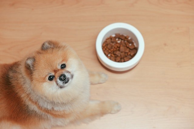 Is Bil Jac Dog Food Healthy