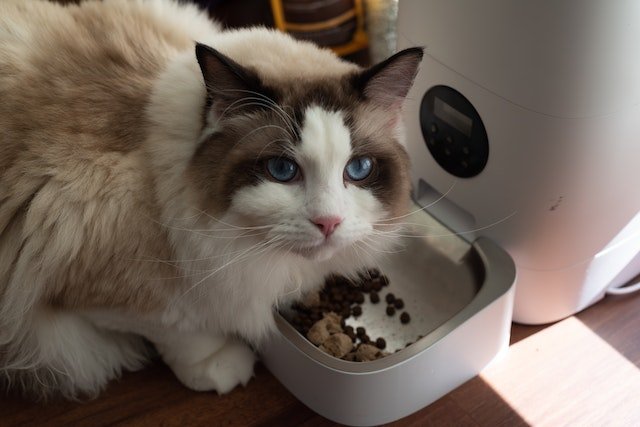 Tips for Introducing New Food to Your Cat