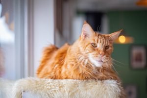 The Maine Coon