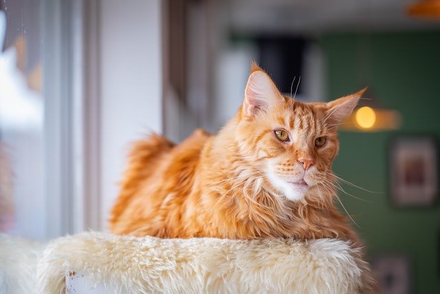 The Maine Coon