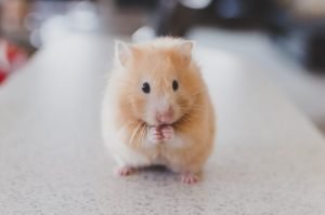 Elevating Hamster Environments
