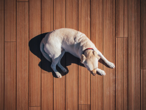 Pet Boarding