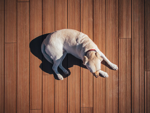 Pet Boarding