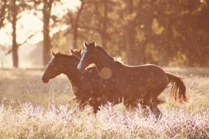 Horse Breeds