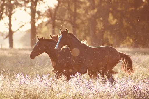 Horse Breeds