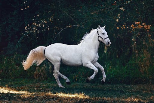 Arabian
