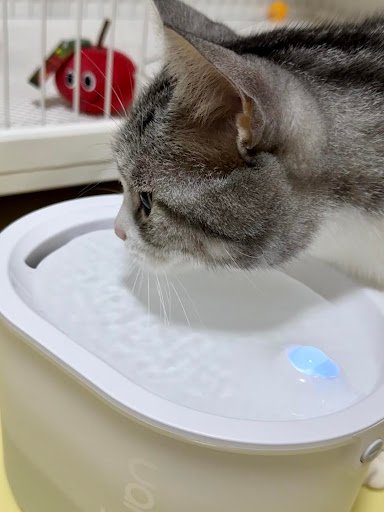 Uahpet ZERO wireless Water fountain for cats 