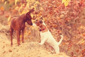 Acupuncture Offer For Dogs