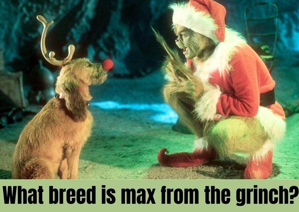 what dog breed is max from the grinch