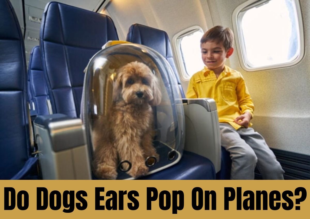 do dogs ears pop on planes