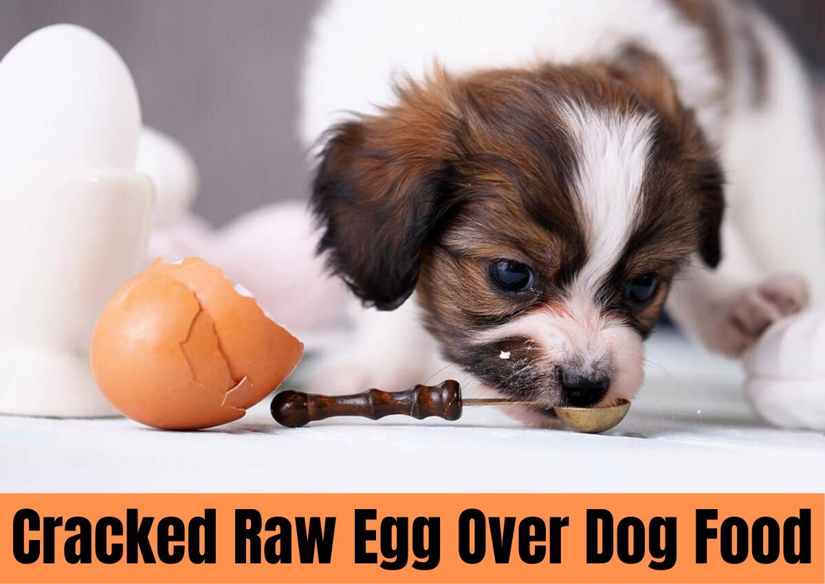 cracked raw egg over dog food