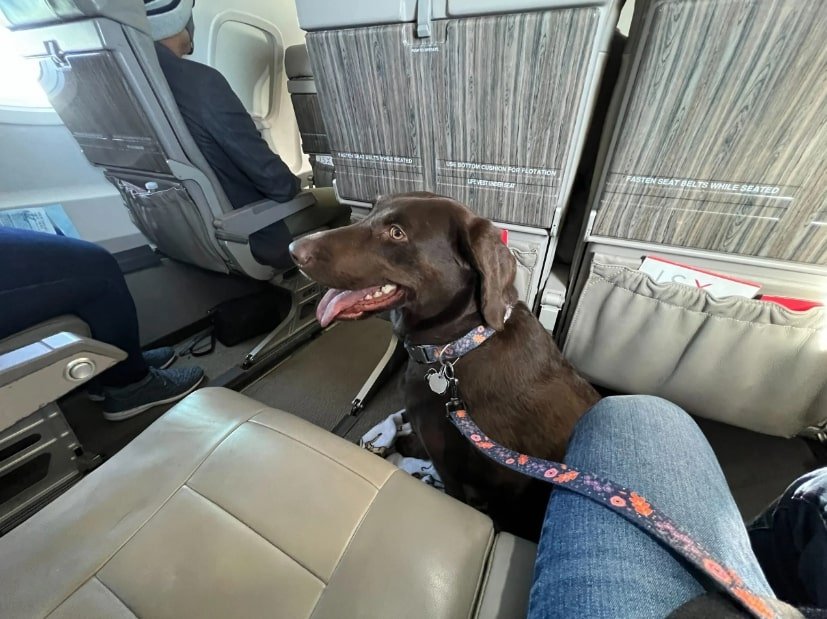 do dogs ears hurt on planes