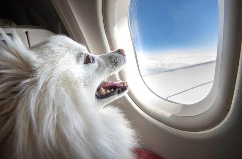 do dogs ears hurt on planes