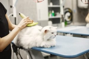 pet grooming