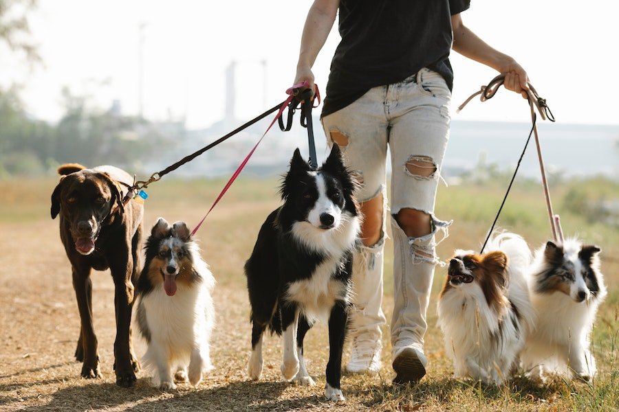 First-Time Dog Parents
