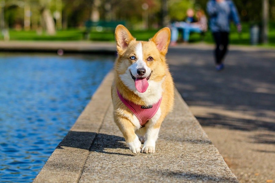 Furry Friends