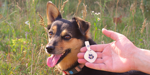 Types of Dog Trackers