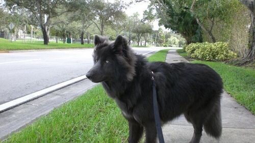 blue nile shepherd dog