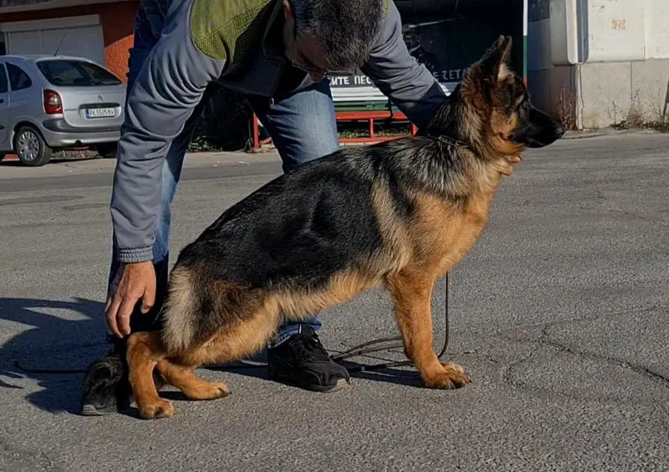 zamp von aurelius