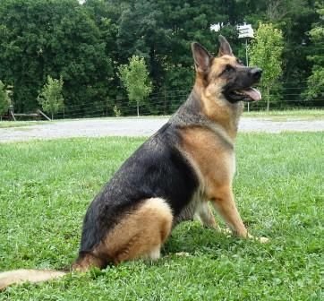 saddleback german shepherd dog