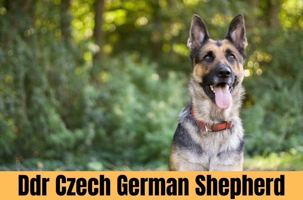 ddr czech german shepherd