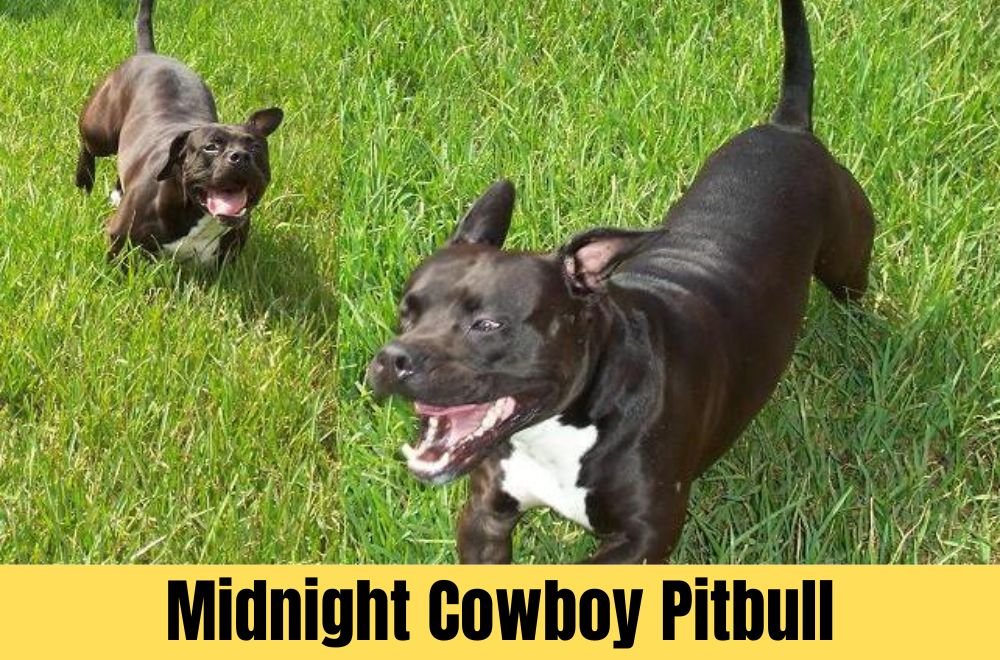 Midnight Cowboy Pitbull